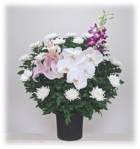 Mサイズ 和花<デジタルメッセージ>
