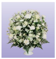 枕花10