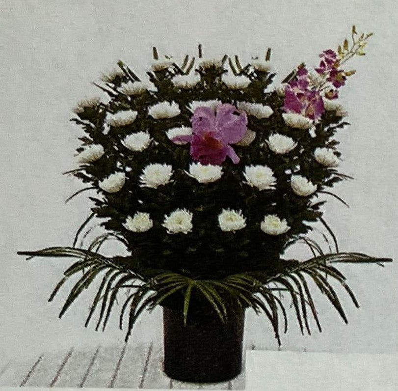 生花 白菊