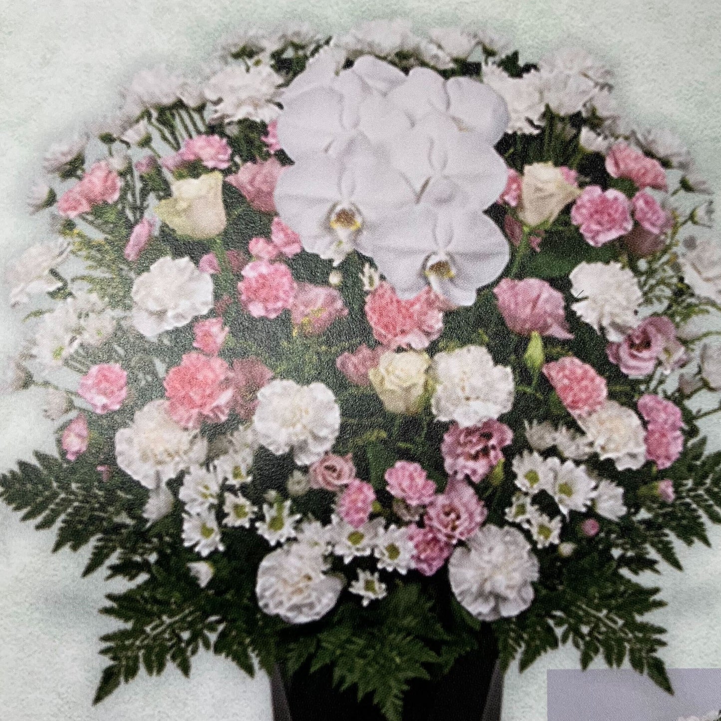 洋花