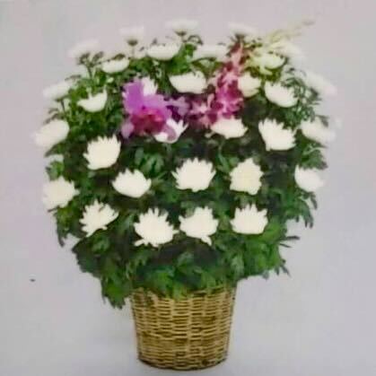 菊花<デジタルメッセージ>
