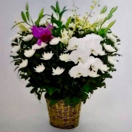 菊花<デジタルメッセージ>