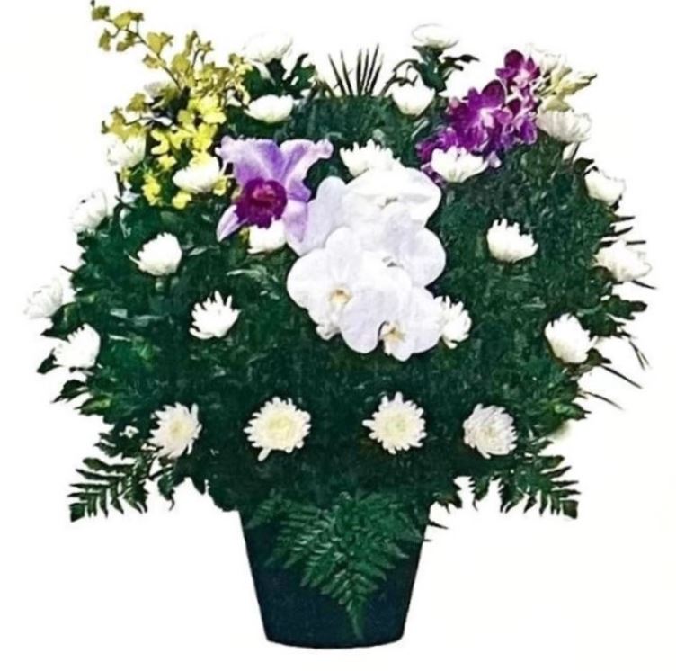 菊花供花