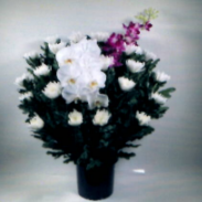 白菊 小