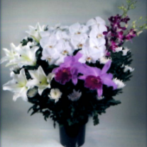 白菊 大