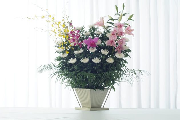 和菊B
