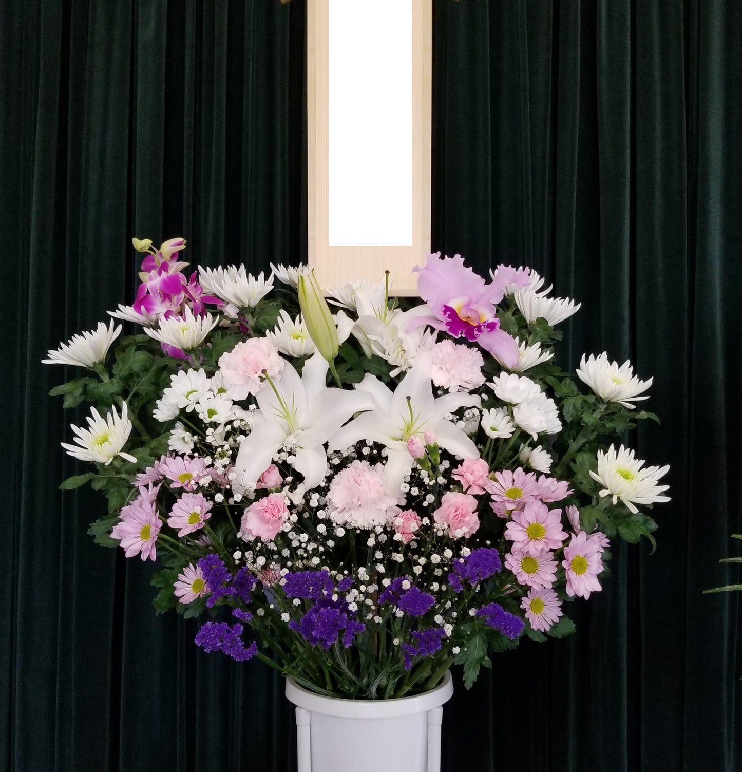 菊花B