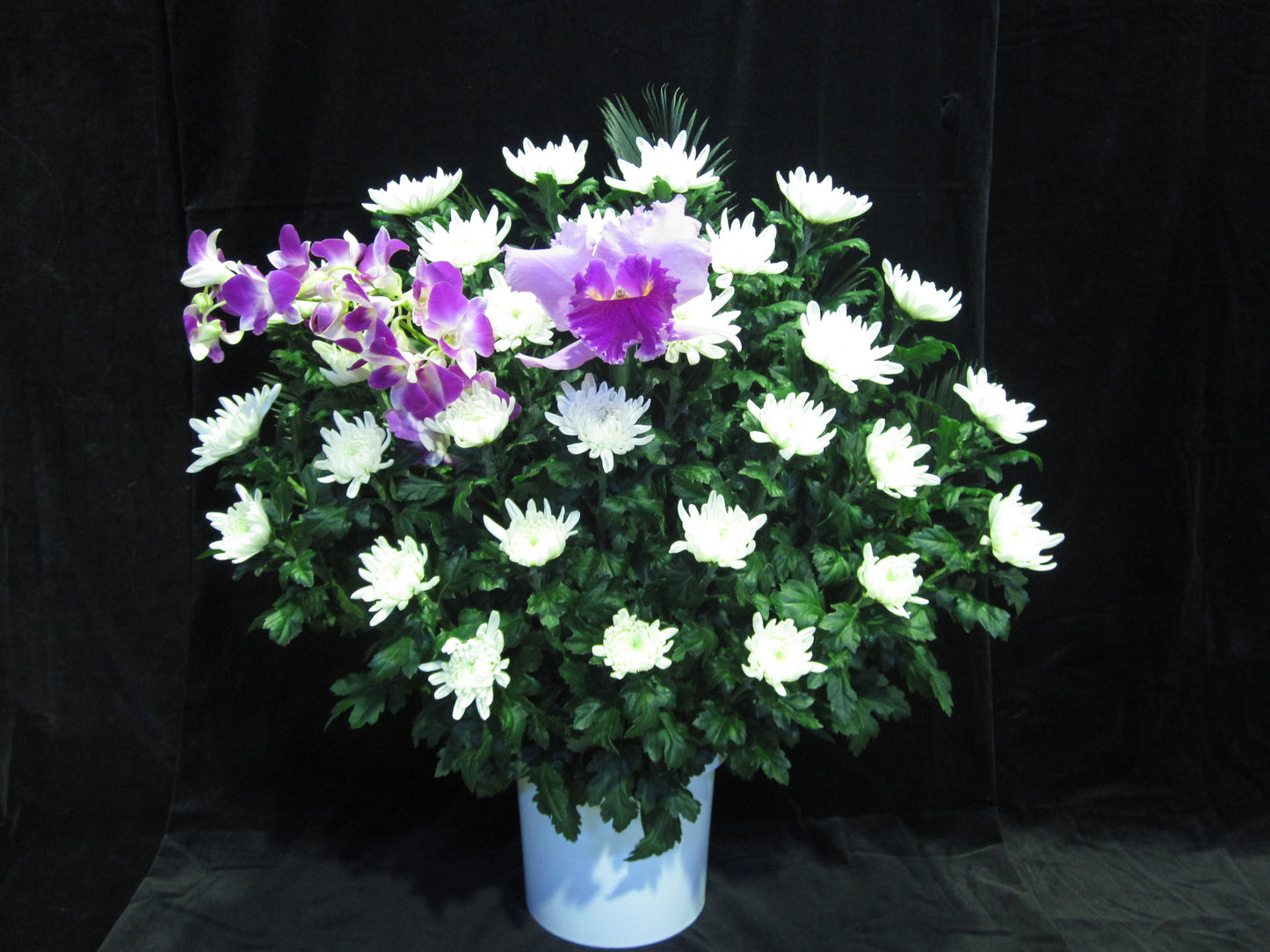 白菊生花(一基)