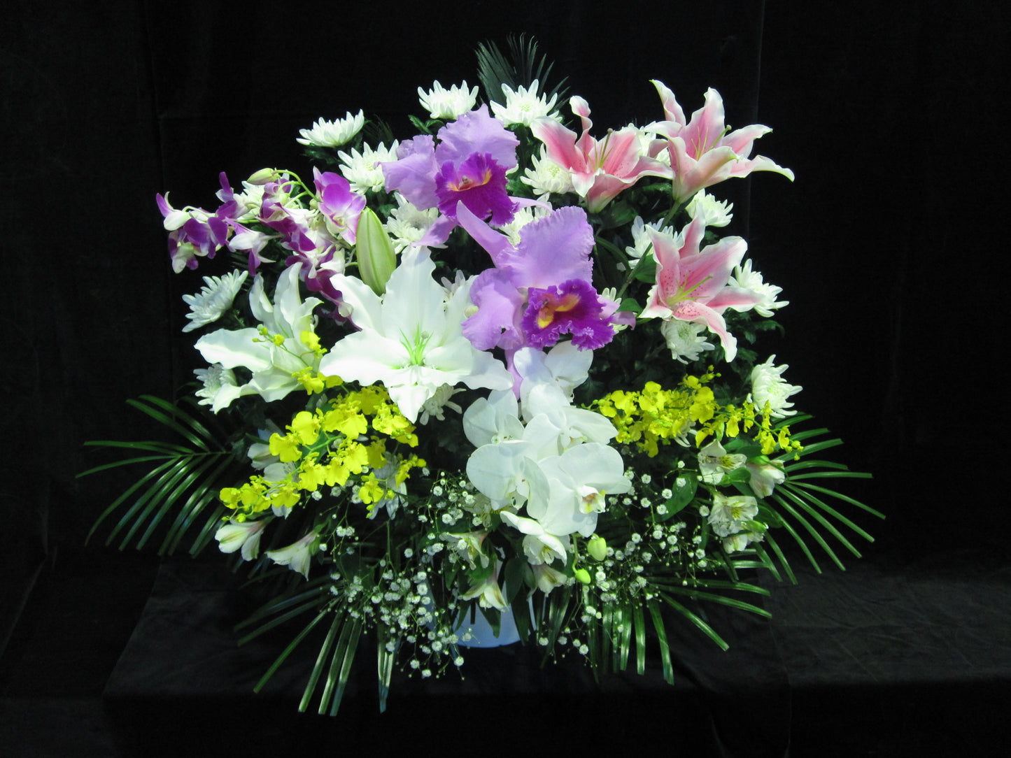 白菊生花(一基)