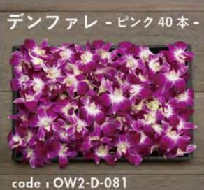 お別れ花 デンファレ ピンク40本 OW2-D-081＜デジタルメッセージを添えることが出来ます＞