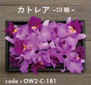 お別れ花 カトレア10輪 OW2-C-181＜デジタルメッセージを添えることが出来ます＞