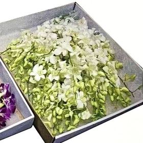 お別れ花 デンファレ（ホワイト）＜デジタルメッセージ＞