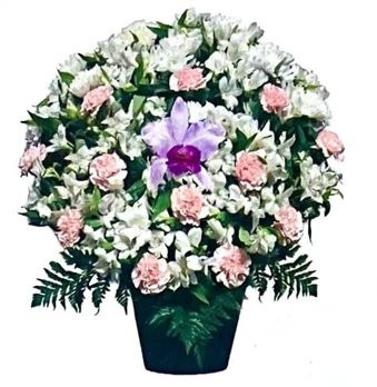 洋花供花