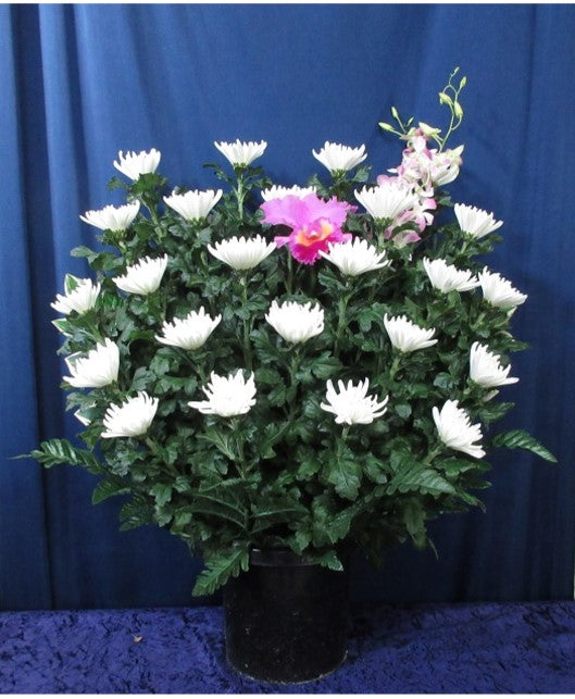 御供花　菊＜デジタルメッセージ＞