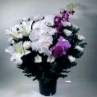 白菊　中