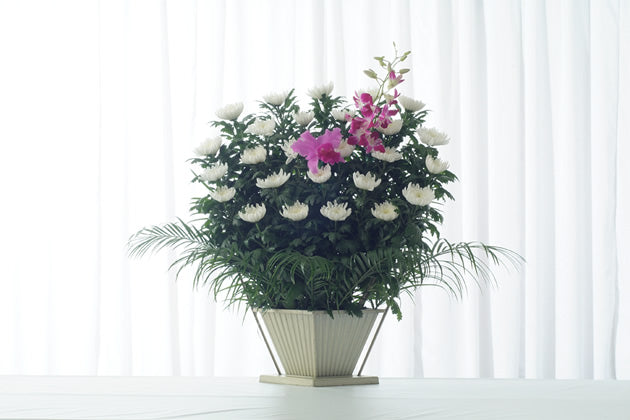 和菊A